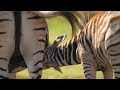 Close Up Of Two Bushel S Zebra Foal Drinks Milk From Mother Premium Video Footage 4K Close Up Of Two Bushel S Zebra Foal Drinks Milk From Mother Premium Video Footage 4K