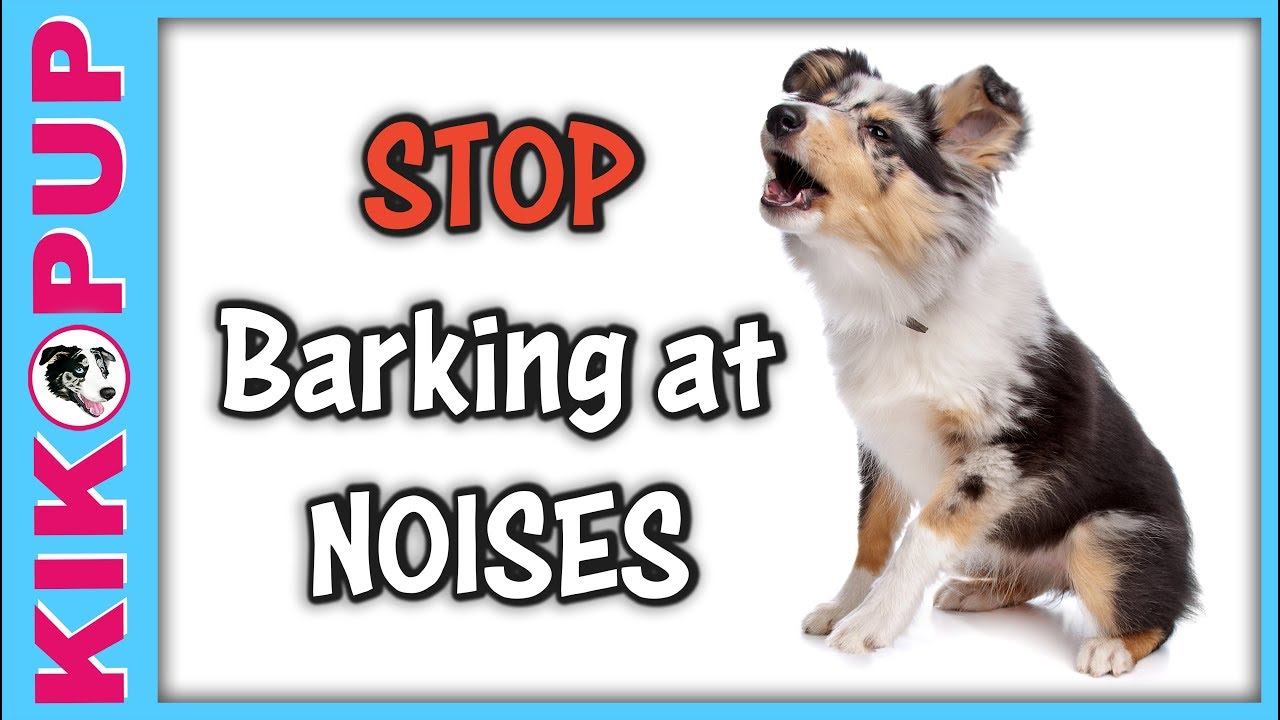 STOP Barking at Noises - YouTube