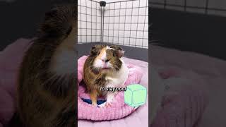 Keeping a Guinea Pig Cool in the Summer Heat #shorts | GuineaDad School