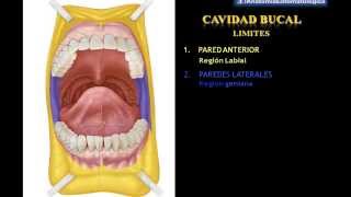 Cavidad Bucal