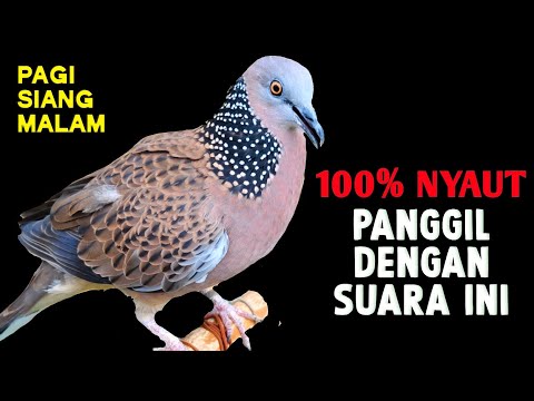 Suara Burung Tekukur Gacor Paling Ampuh Memanggil Kawan 