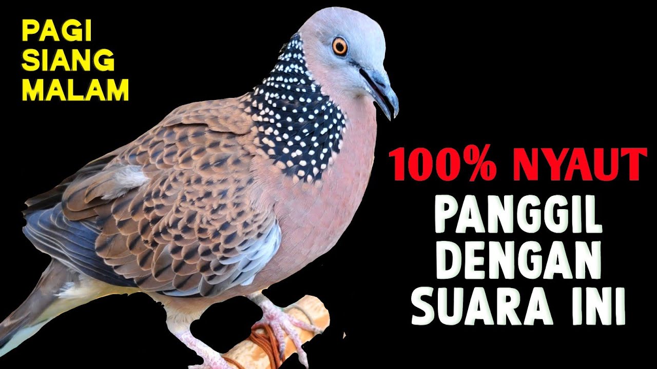 Suara Burung Tekukur Paling Ampuh Untuk Pancingan Dan Pikat