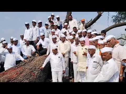 बावधन बगाड यात्रा 2025 नाथाच्या रथा साठी लागणारी बभाळ सातारा रोड पाडळी येथून आज आणण्यात आली 🙏🙏