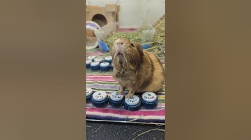 My Talking Guinea Pig Is IMPATIENT With Me! Watch Her Adorable Face Expressions.