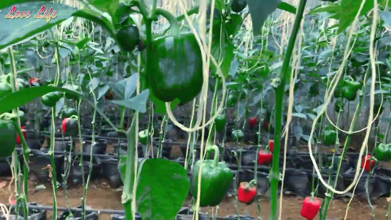 Grow Peppers Smarter, Not Harder; Greenhouse Benefits Explained || Part 10 : Growing Pepper Season 4