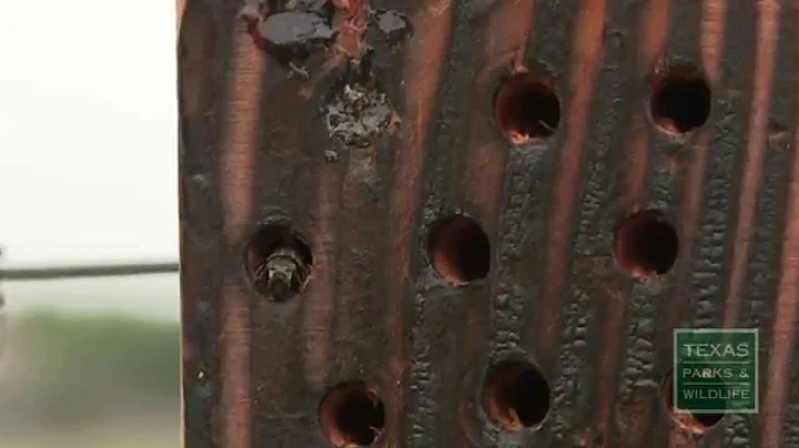 The Bee Condo: Attract Non-Aggressive, Solitary Bees to Help Pollination