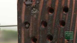 The Bee Condo: Attract Non-Aggressive, Solitary Bees to Help Pollination