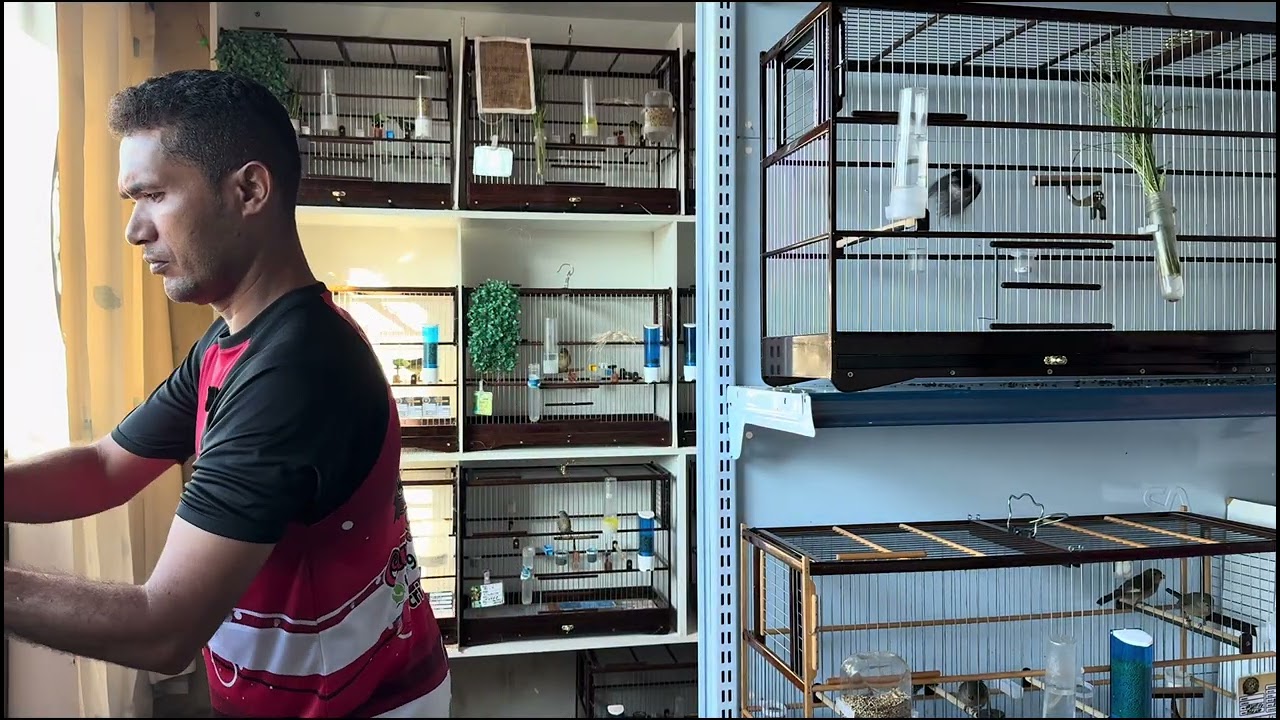 Hj tem torneio partiu cidades de nova Odessa#coleiro #naturezasurpreendente #coleirovelocista #aves 