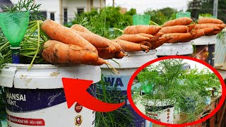 Discover The Secret To Growing Carrots In Large Plastic Containers For High Yields
