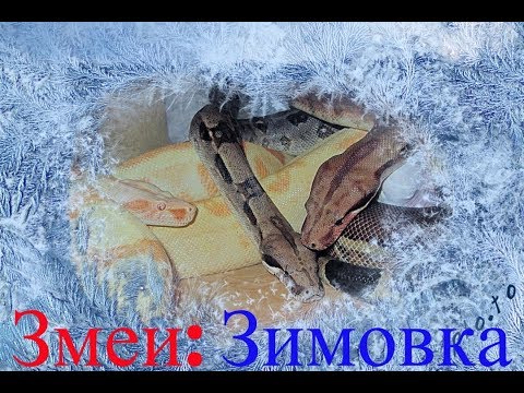 Змеи: Зимовка