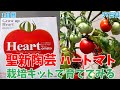 【家庭菜園】2021年 聖新陶芸 ハートマト栽培キットでトマト作り/Making tomatoes with a har-tomato growing kit