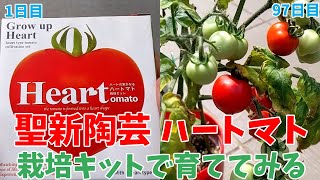 【家庭菜園】2021年 聖新陶芸 ハートマト栽培キットでトマト作り/Making tomatoes with a har-tomato growing kit