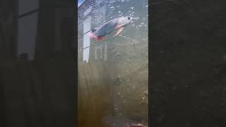 Arowana sangat elegan #megatank #arwanasepauk #arowana #dragonfish #predatorfish #ikanpredator