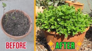 How to Revitalize Your Mint Pot - Don't Replace It, Refresh It! by Gardenerd 1,158 views 3 months ago 8 minutes, 6 seconds