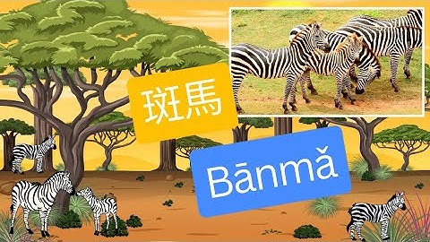 Bé học phát âm con ngựa vằn| Bé học phát âm tiếng Việt, tiếng Anh, tiếng Trung | Học cùng Minh Đức