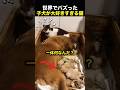 子犬と添い寝する猫、その後の展開が衝撃的！のサムネイル