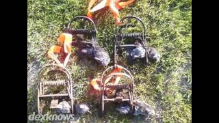 Trapper's Wildlife Control Ankeny IA 50021-2029