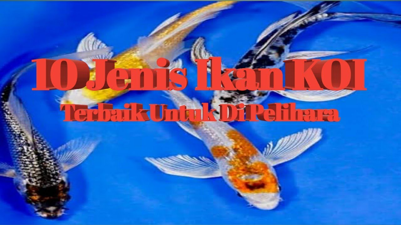 10 Jenis Ikan KOI Terbagus Untuk Di Pelihara - YouTube