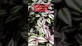 Available for just ₹5 #heaven #plant #gardeningvideos #gardening #plantlove #shorts Available for just ₹5 #heaven #plant #gardeningvideos #gardening #plantlove #shorts