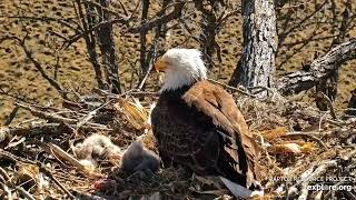 Decorah Eagles - North Nest 06.04.2024