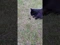 Кот поймал мышь землеройку которая сильно укусила кот мышь укус Кот поймал мышь землеройку которая сильно укусила кот мышь укус