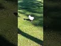 This bird is on fire 🤣 #shorts #techhouse #bird #techno #rave