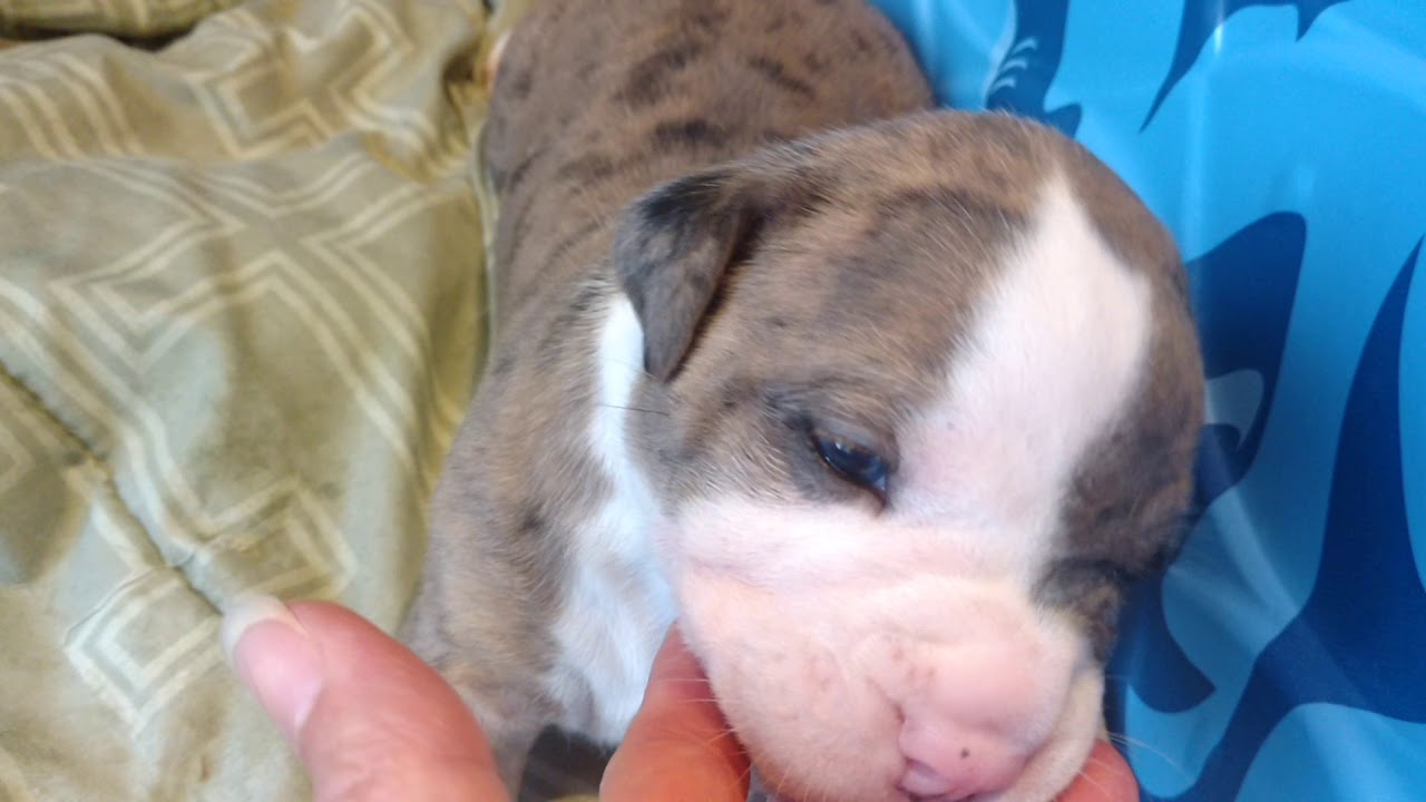 Oakley Playing! 3 weeks old - F.F. ALAPAHA BLUE BLOOD BULLDOGS crk to hkg