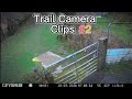 Random TRAIL Camera Clips #2 🏴