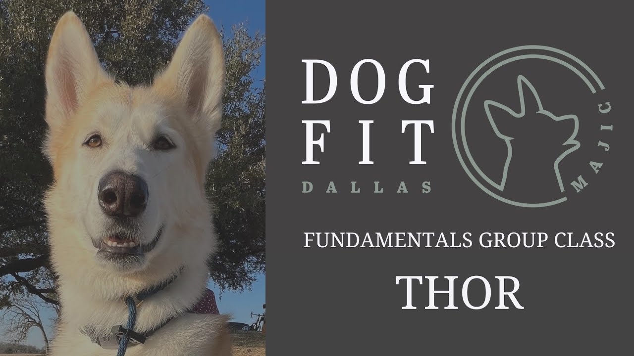 DogFit Dallas- MAJIC Fundamentals Group class