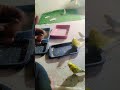 Jombo king Size Hollend Budgies Female full tame & trained Show budgies #birds #lovebirds #budgies