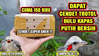 TRY THE WHITE-FEATED CENDET TROTOL WITHOUT EYEBROWS FOR ONLY 150 THOUSAND!!!