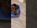 Особый вид котов кот Полоскун