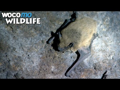 The True Bat Cave Lies In The Austrian Alps