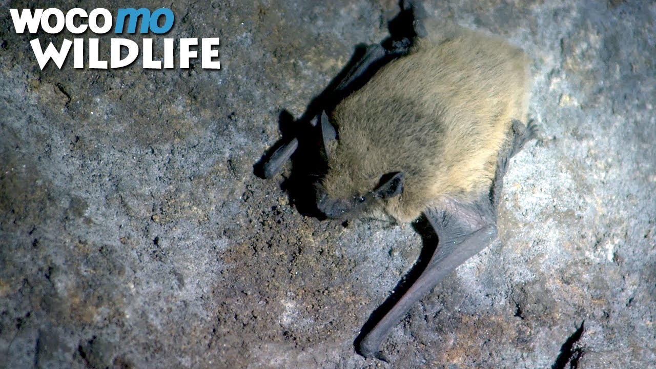 The true "bat cave" lies in the Austrian alps!