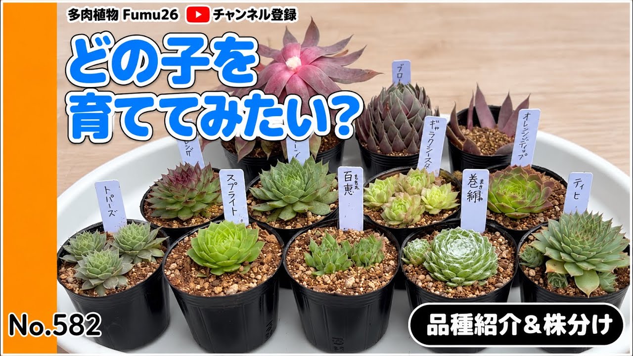 Which one would you like to grow? #Succulents #Gardening - YouTube