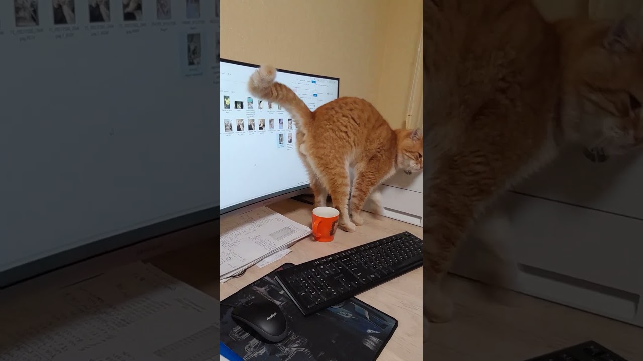 A ginger cat is a great distraction from office work and demands attention