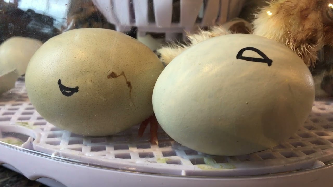 Повышенная успешность: 56% выводимость яиц от цыплят — от начала до конца с использованием интелл...