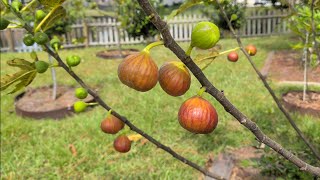 Olympian fig - So productive! 2nd main crop (July & Sept)