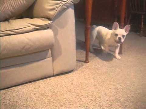 french bulldog 5 months