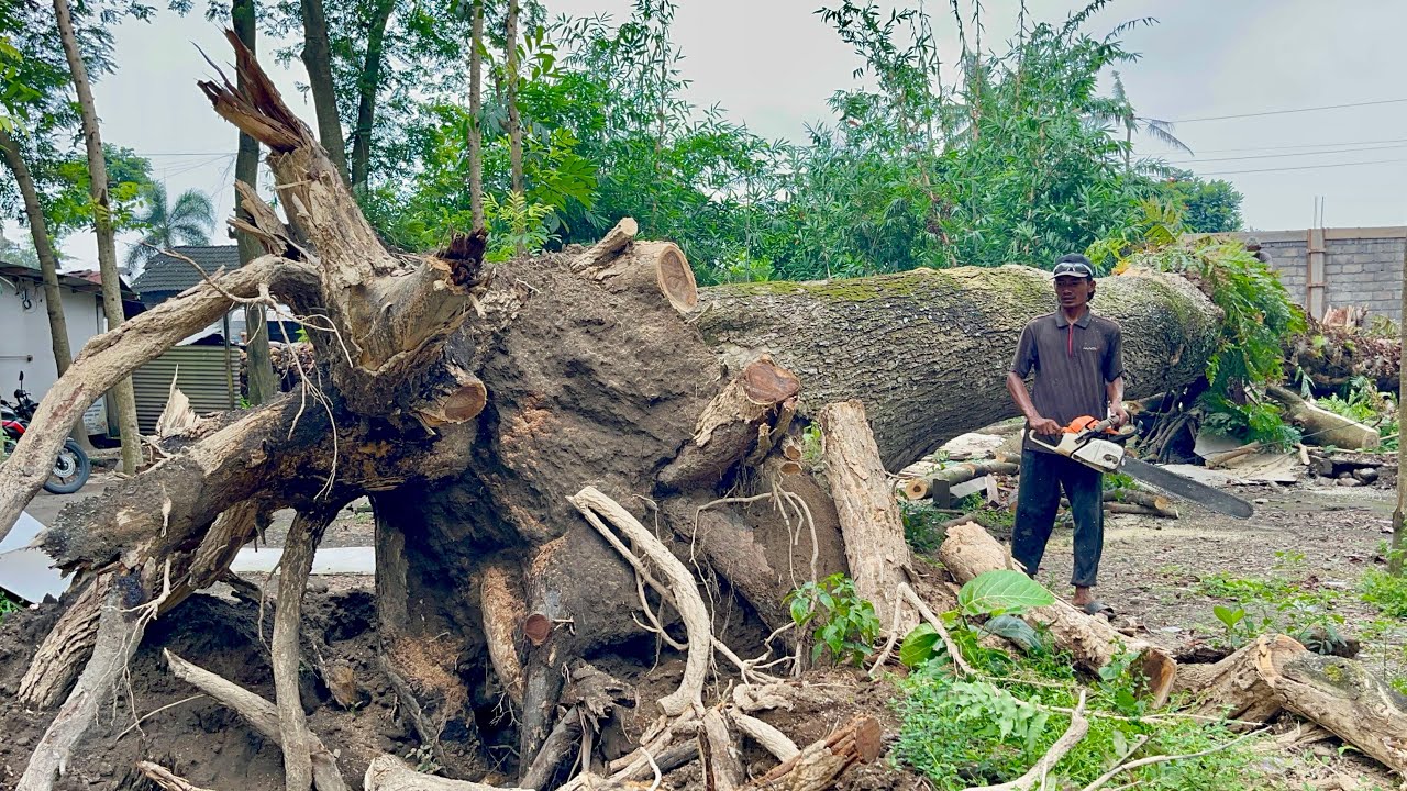 Surprising Discovery of an Ancient Black Tree Collapsed by the Wind