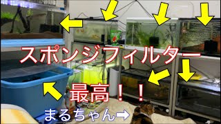 《金魚、熱帯魚》スポンジフィルターをベタ褒め！？