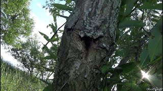 クワガタがたくさん出てきた!河川敷ヒラタクワガタ採集【2025年カブトムシ・クワガタ採集】