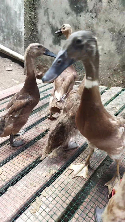 belajar ternak bebek petelur mojosari dari DOD‼️ #bebek #bebekpetelur #ternak #ayam #shorts #fyp