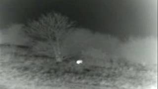Deer Counts