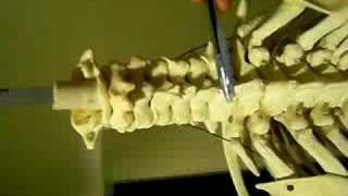 Anatomy with Mike and Rudy: Axial Skeleton, Vertebral Column