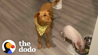 Baby Pig Loves To Cause Trouble With Her Dog Sister | The Dodo Odd Couples