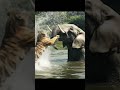 Elephant vs Tiger 🐅 | Epic Jungle Battle | Ultra-Realistic Cinematic Shorts