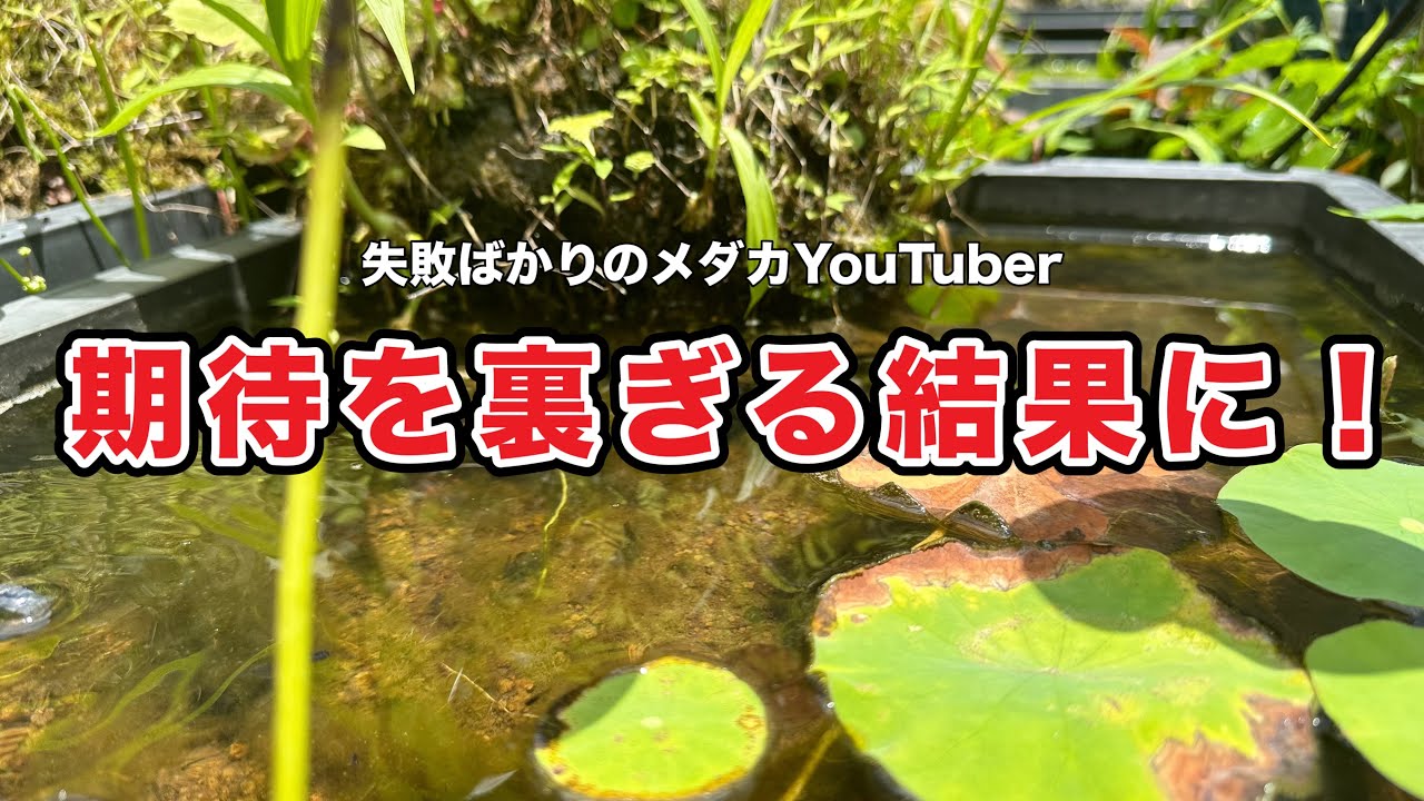 失敗ばかりのメダカYouTuber 期待を裏ぎる結果に！