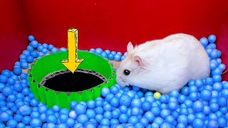 🐹 Rainbow Pyramid Maze 🐹 Hamster Escapes the Pool Maze for Pets in real life #2