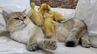 Unlikely Animal Friendship: Scottish Cat and Ducklings Join Forces by Funny Pets 681 views 9 months ago 1 minute, 30 seconds